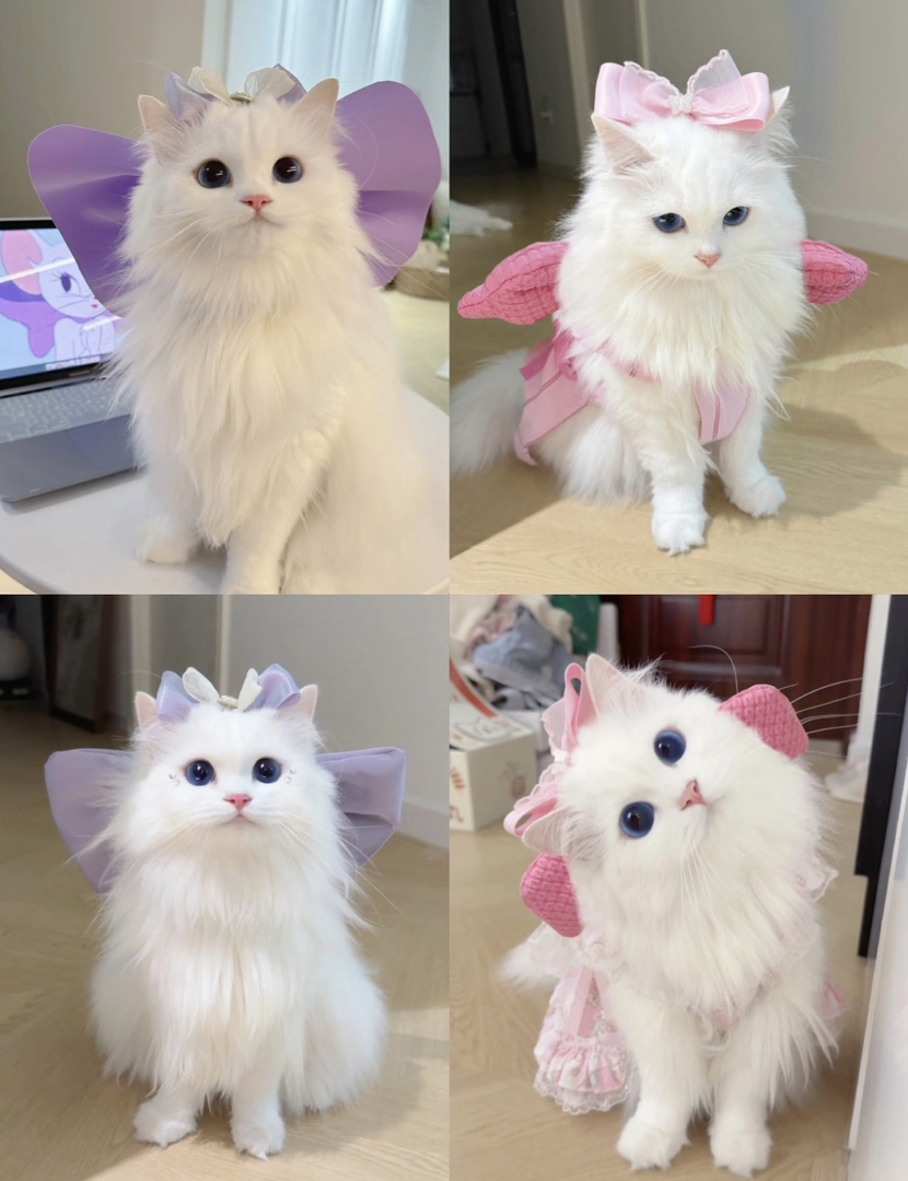 临清狮子猫