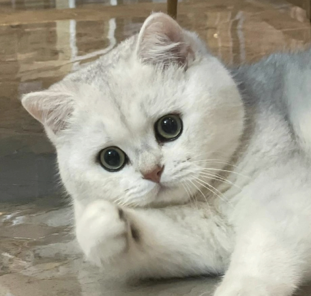 英国短毛猫,毛厚圆润超可爱,温柔亲人超治愈