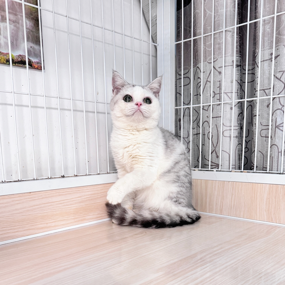 英国短毛猫