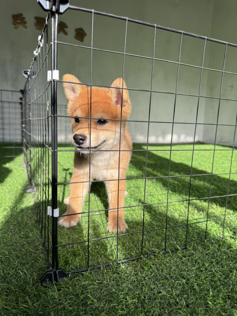 日本豆柴犬帅哥