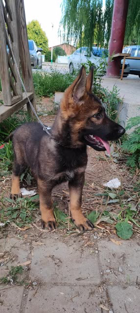 德国牧羊犬幼犬，东德牧羊犬，英姿飒爽，忠诚聪明，理想守护伙伴