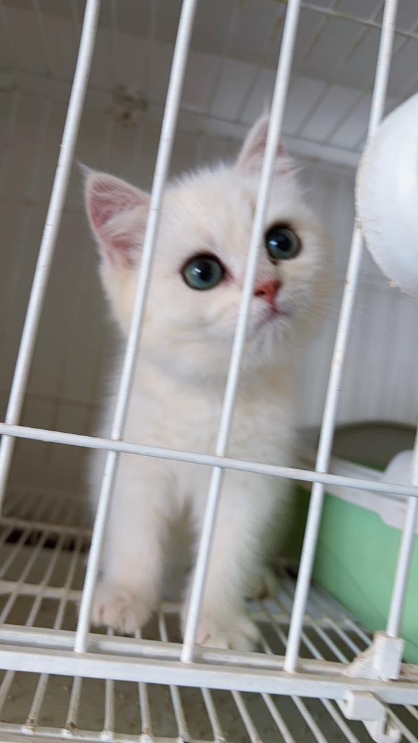 英国短毛猫