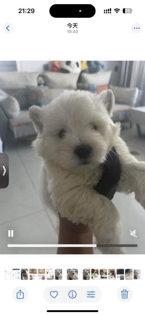 可爱西高地白梗幼犬，白色卷毛，活泼萌趣，理想宠物