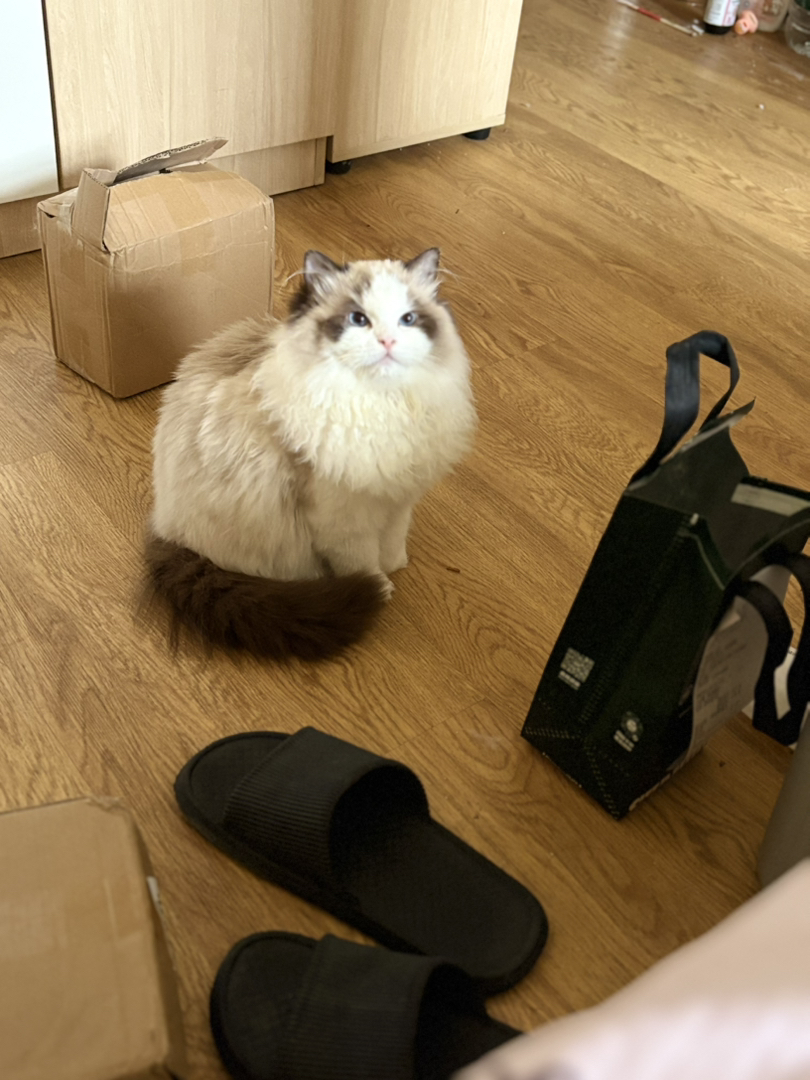 新脸布偶猫品相完美