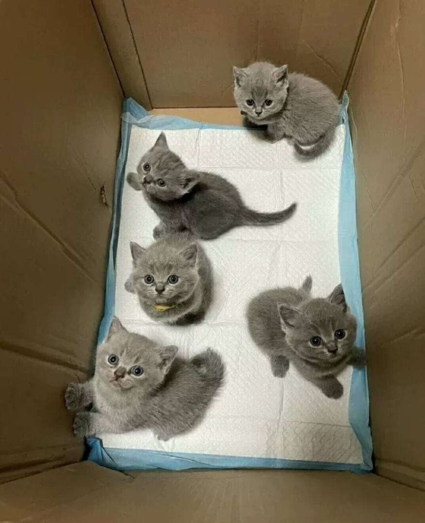 蓝猫已打疫苗驱虫保障终身售后。金渐层布偶银渐层金吉拉暹罗蓝猫银点