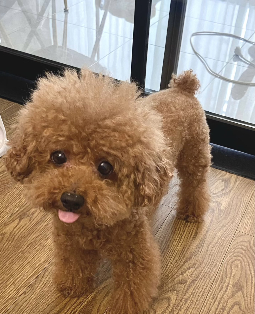 可爱泰迪犬,卷毛蓬松,小巧玲珑,萌宠最佳选择