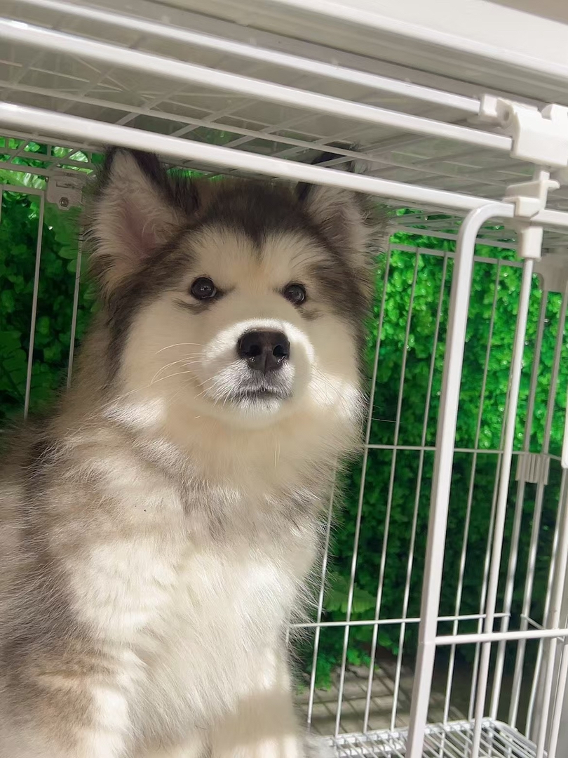 阿拉斯加雪橇犬幼犬，毛厚蓬松，可爱萌宠首选