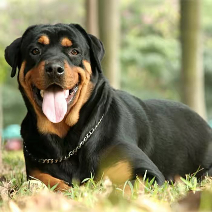 双血统带证书芯片❤️高端护卫犬罗威纳