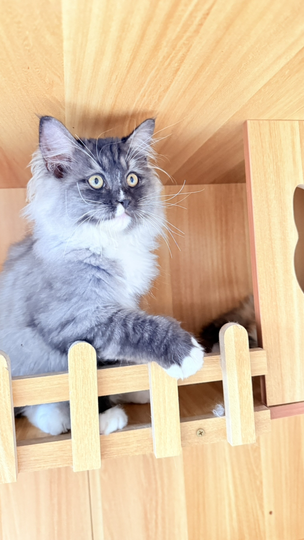 价格可以小刀。处于尴尬期，长开后更好看