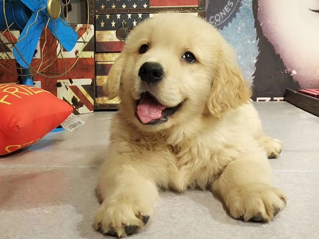 双血统金毛犬❤️带证书芯片