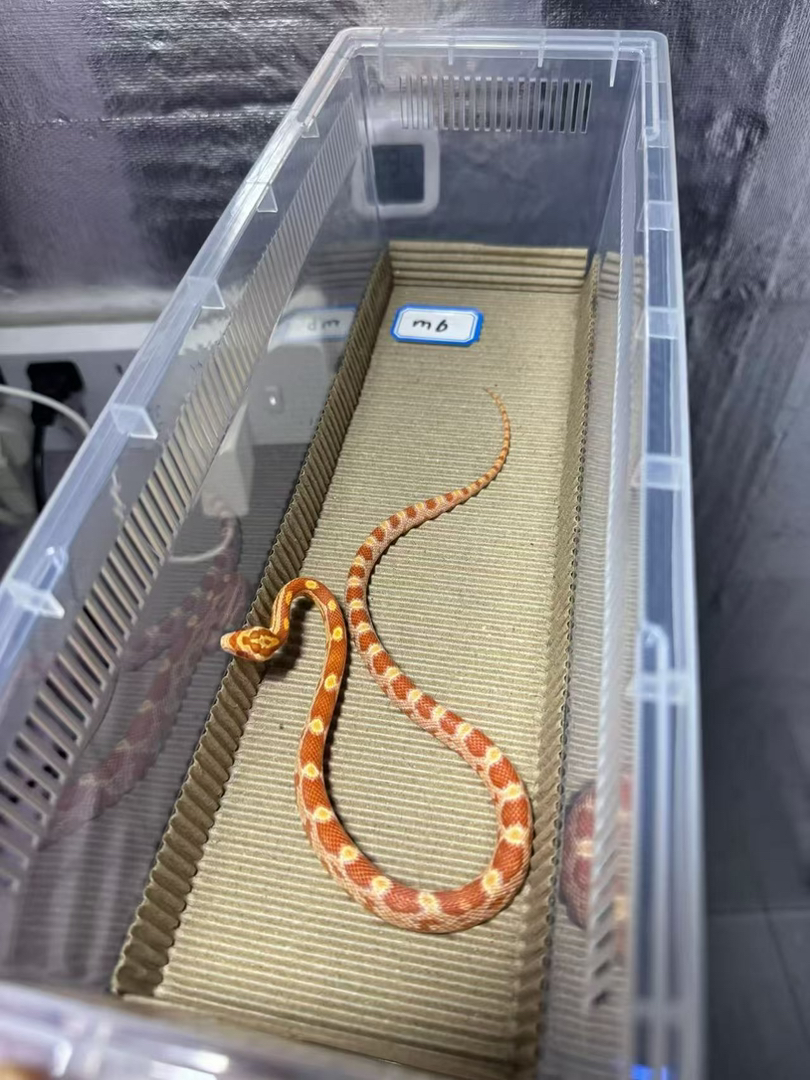 奶昔玉米蛇大苗10g包邮包活包风险稳冻，好养适合新手