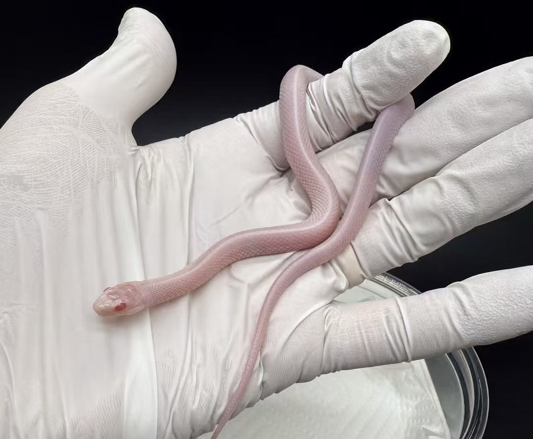 雪白束带蛇宝宝1只健康温顺好饲养成体雪白色没有一点杂色