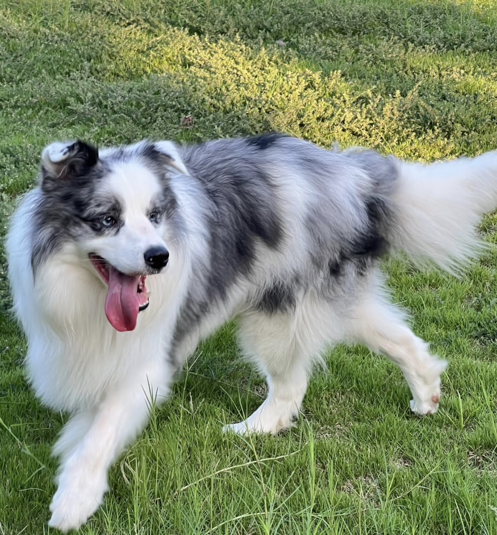 陨石边牧幼犬,毛量蓬松,聪明机敏,高智商家庭伴侣,颜值智慧并存