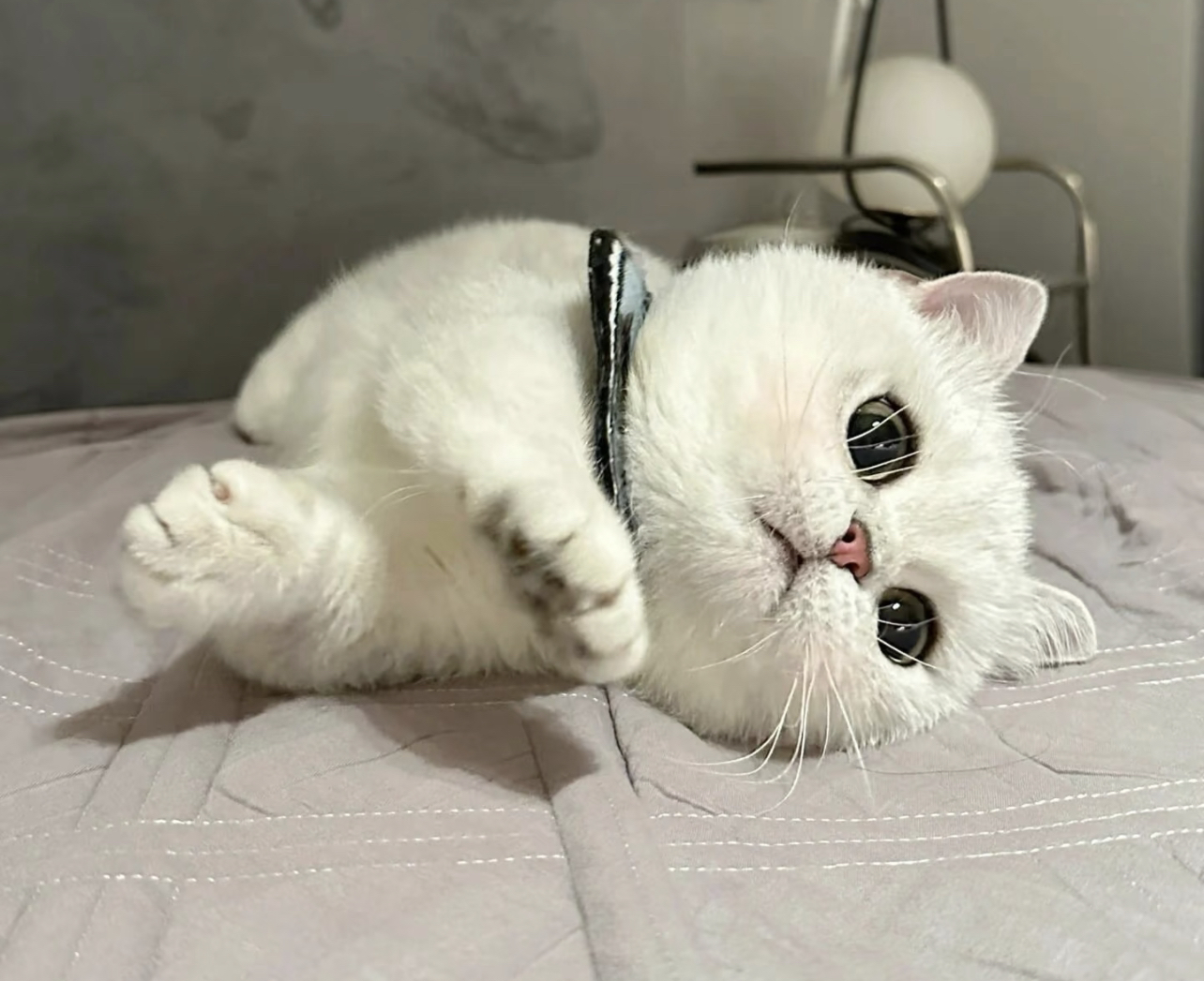 英国短毛猫,毛白如雪,大眼萌态,温顺乖巧惹人