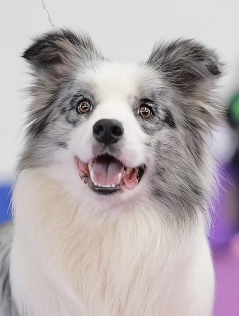 大骨量陨石色边牧❤高端犬舍 不卖破狗