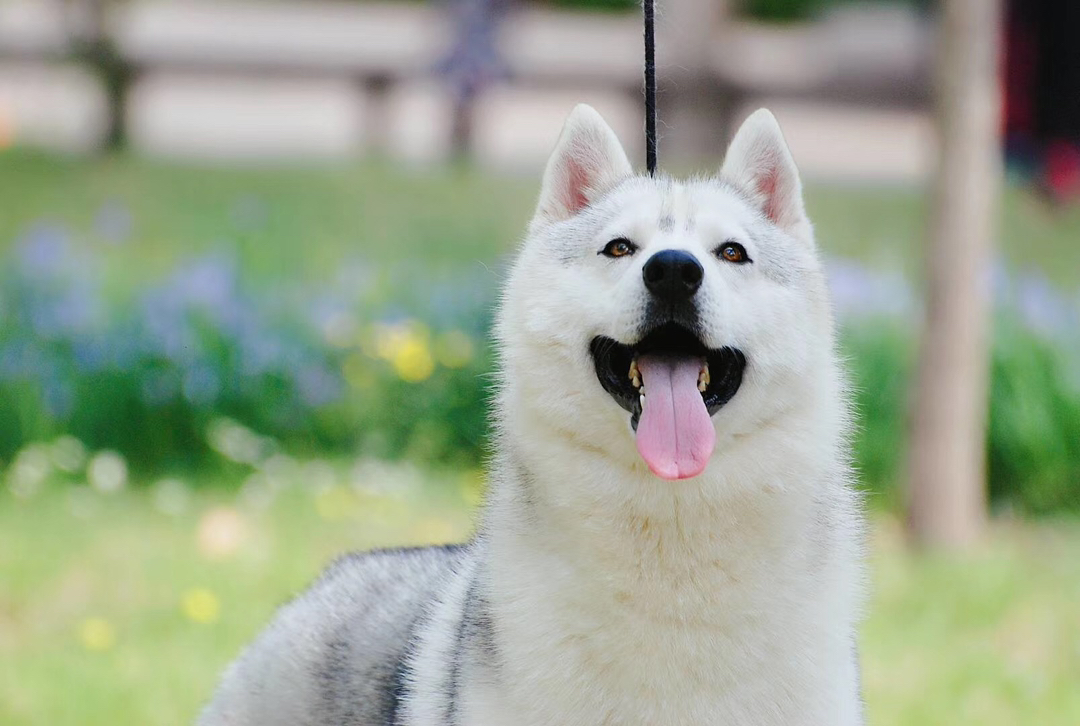 亮灰色哈士奇❤️双血统带证书➕芯片