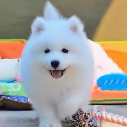 可爱萨摩耶幼犬,颜值爆表,毛茸茸超治愈