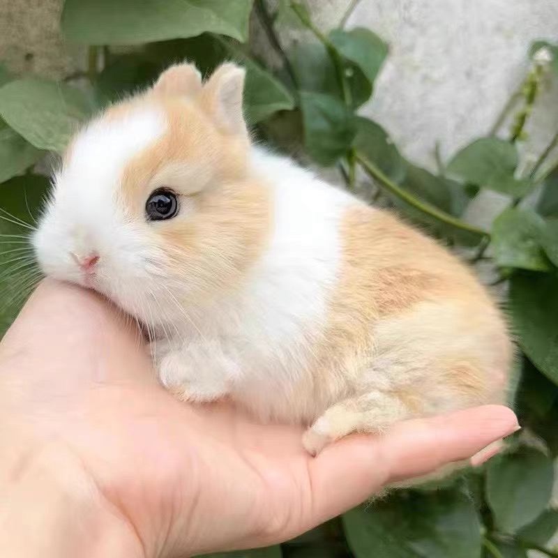侏儒兔❤垂耳兔❤猫猫兔❤