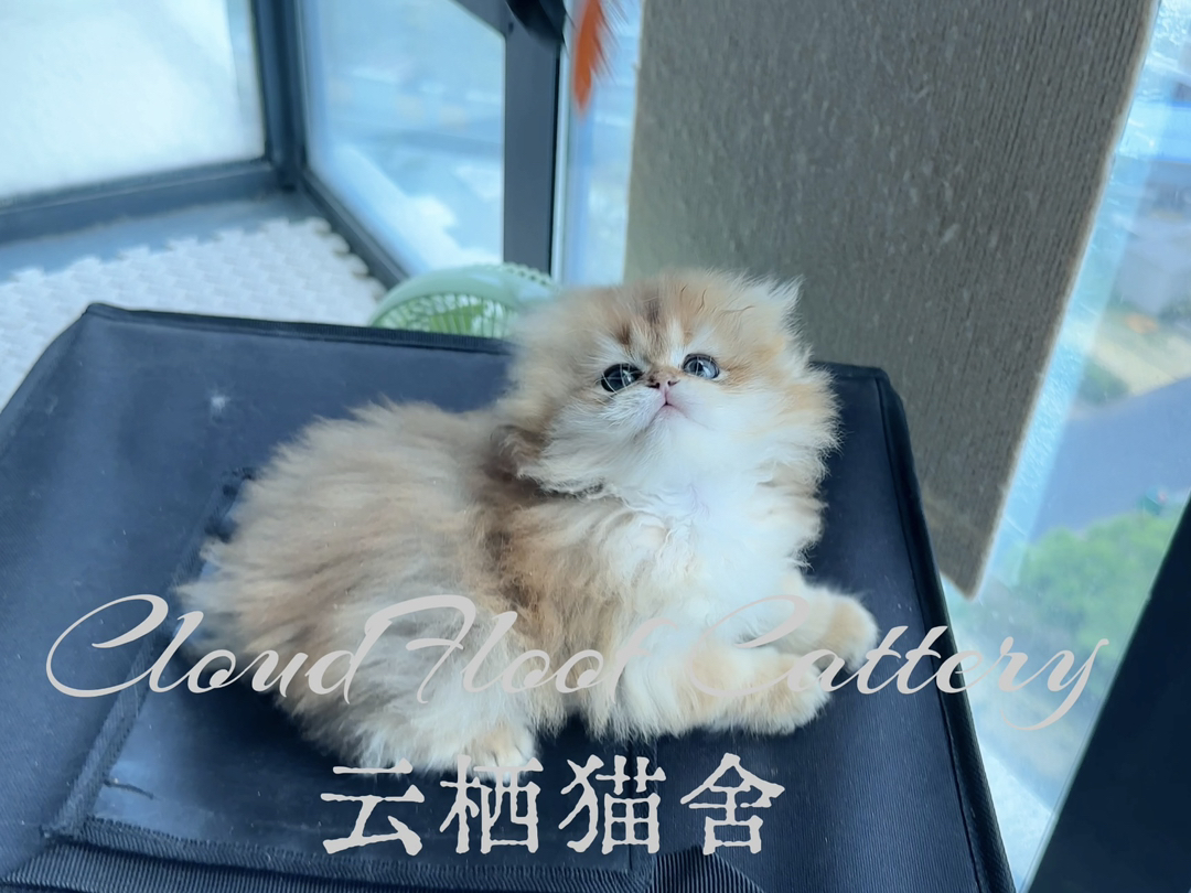 长毛金渐层妹妹