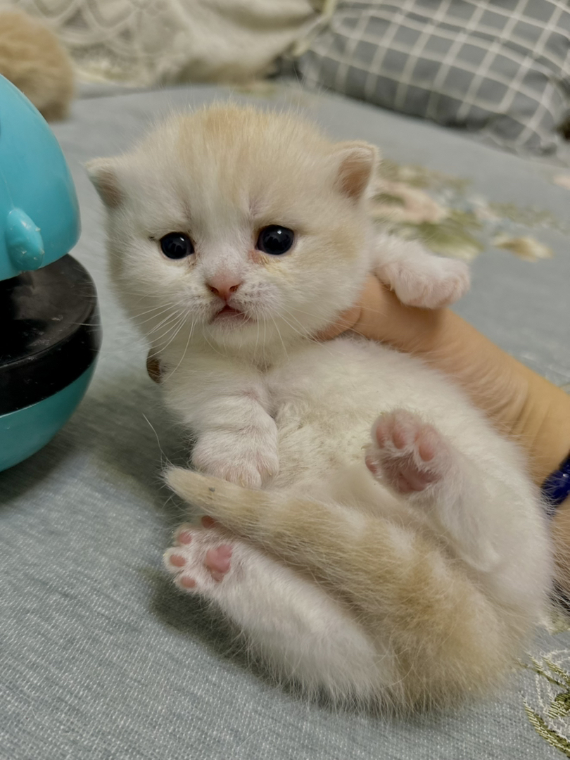 可爱英短小猫，圆润大眼，软萌可爱，治愈你的心