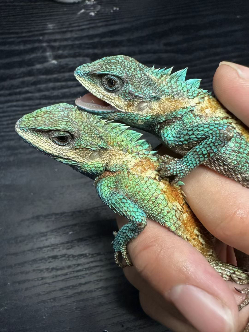 白唇树蜥（一只价格）包邮包活包风险好养适合新手颜值高