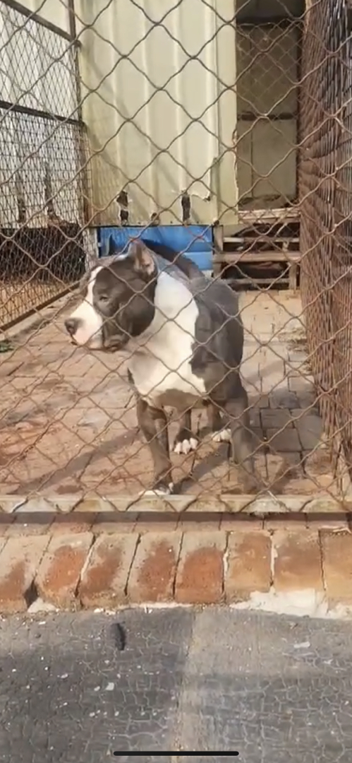 斯塔福幼犬寻有意买家。什么价位都有