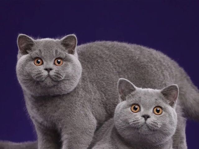 高端蓝猫淘气三千问
