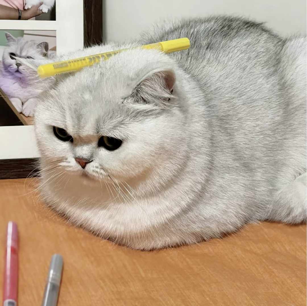 英国短毛猫❤银渐层系列