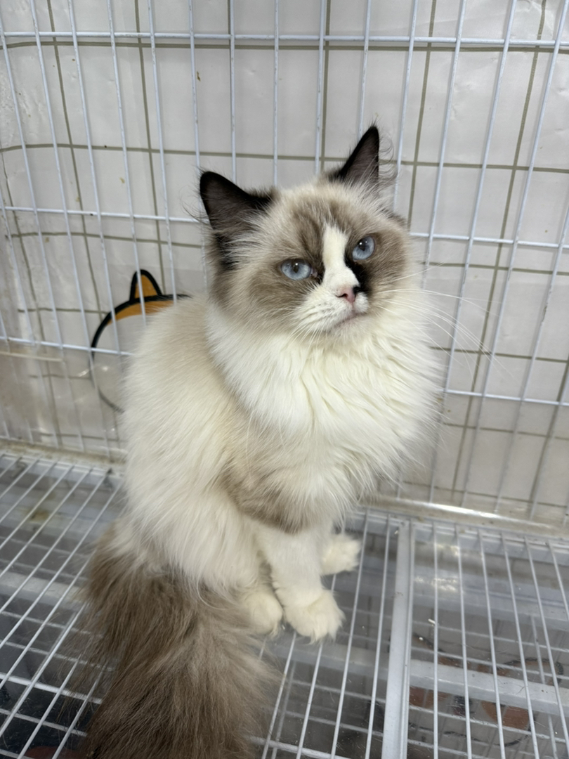 海双布偶妹妹，温顺乖巧，可爱个性