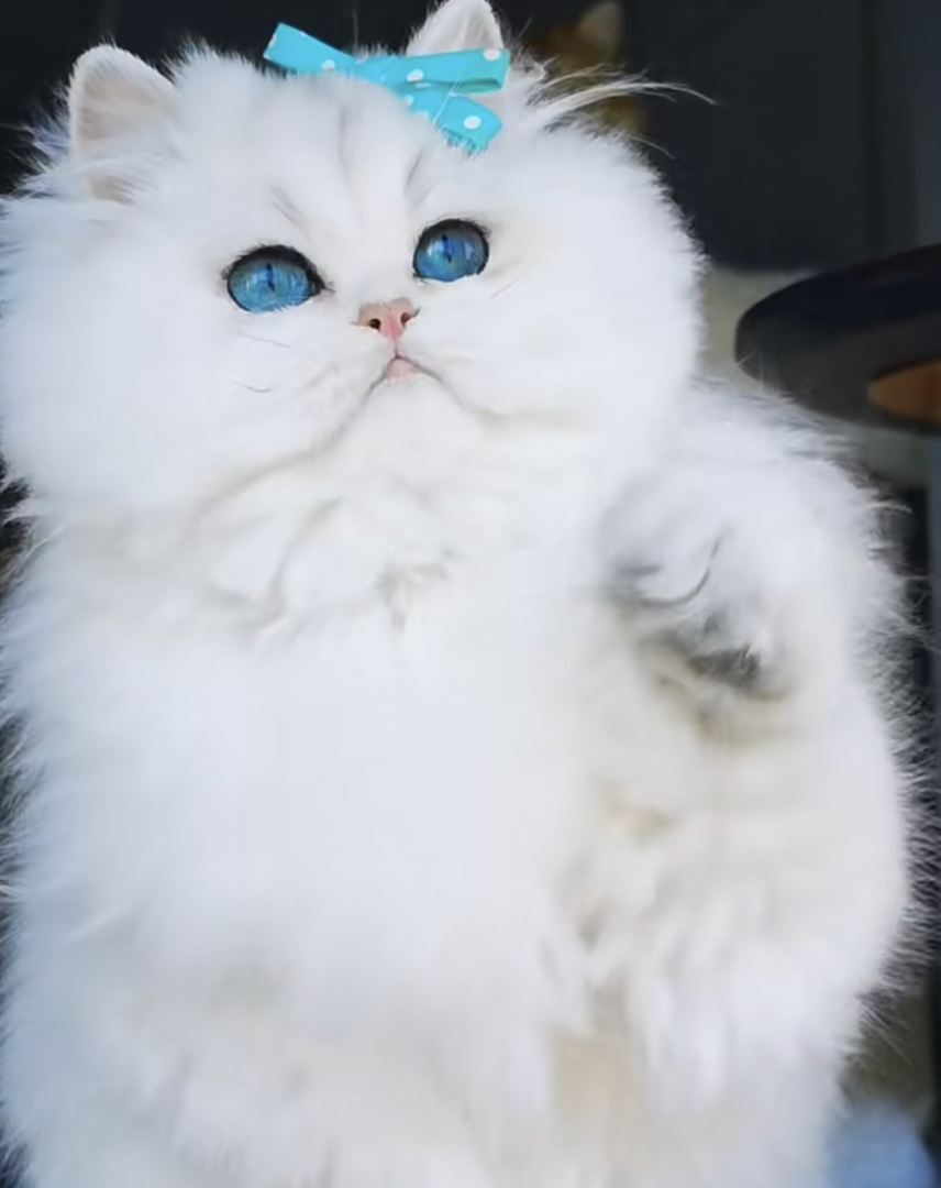 高端长毛银点银渐层猫咪❤️平台推荐