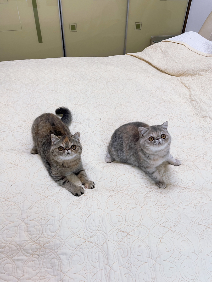 加菲猫 自养繁育的小加菲