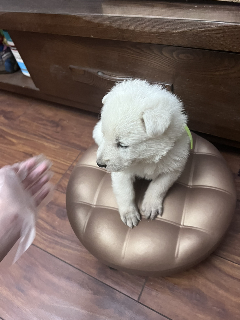 瑞牧幼犬，毛色如雪，聪明伶俐，陪玩好狗
