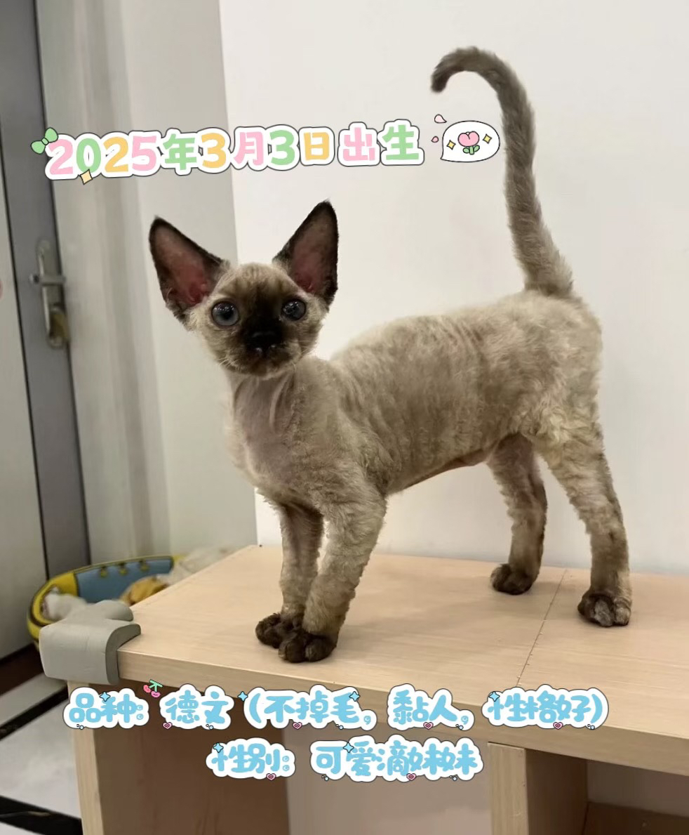 “萌系精灵德文卷毛猫找主人啦🥳不掉毛+超亲人,湛江霞山自提”