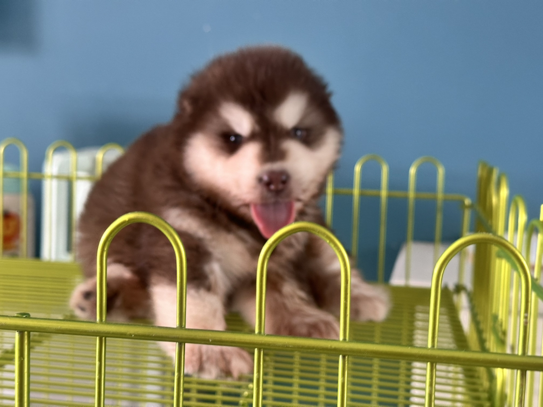 阿拉斯加幼犬，呆萌可爱，颜值高，温顺友好的大型宠物