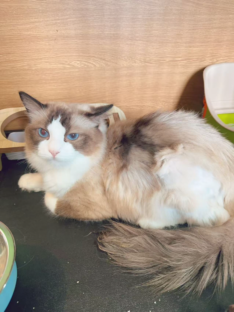 布偶猫