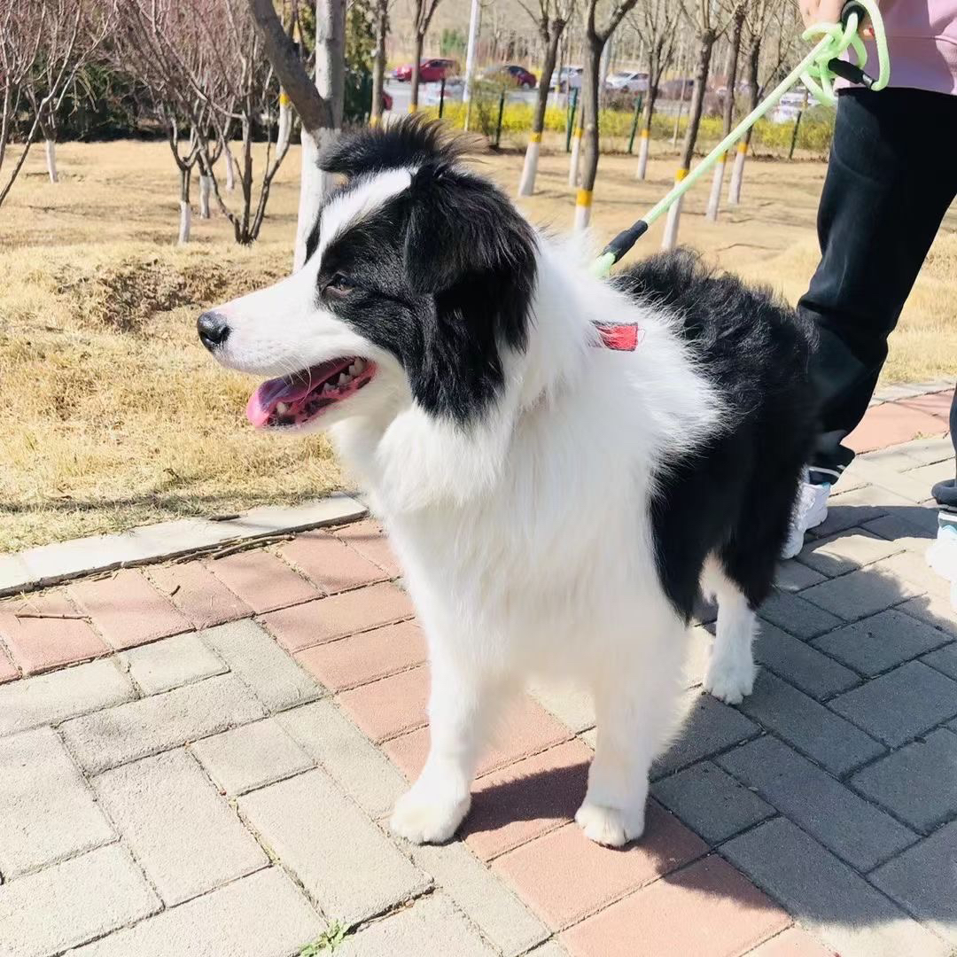 双血统带证书芯片❤️赛级边境牧羊犬