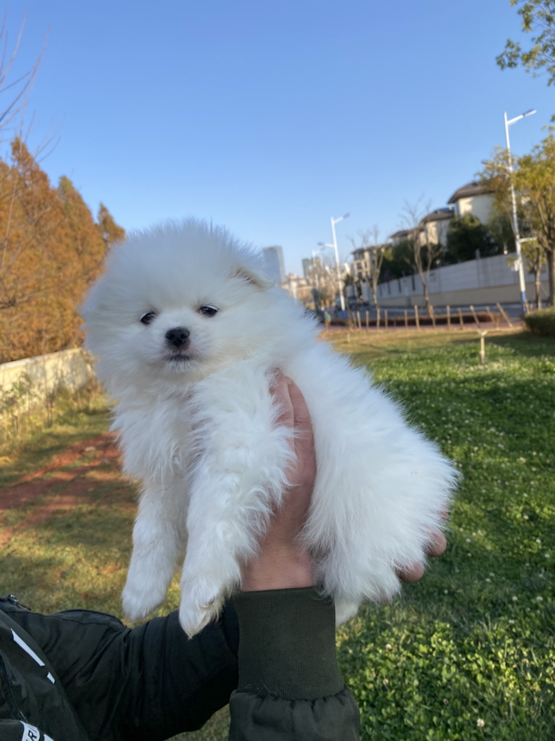 博美幼犬非常乖巧聪明，性格也好