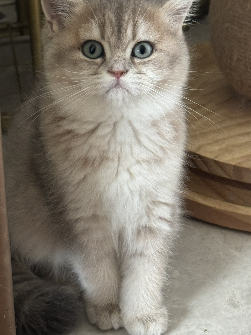 蓝金宝宝找新家～