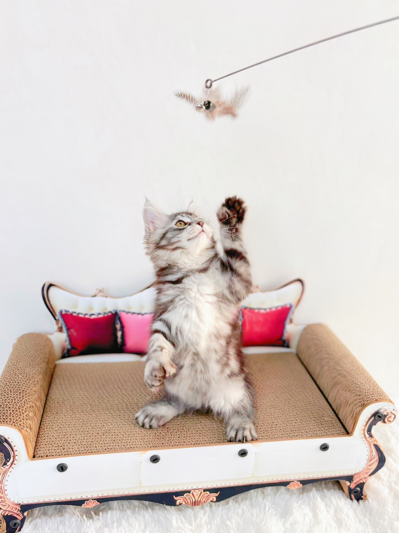 六趾大脚缅因mm黏人性格好