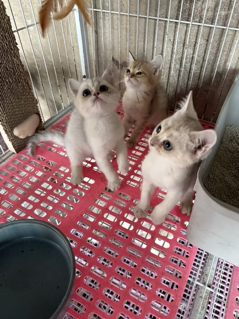 银渐层妹妹找新家