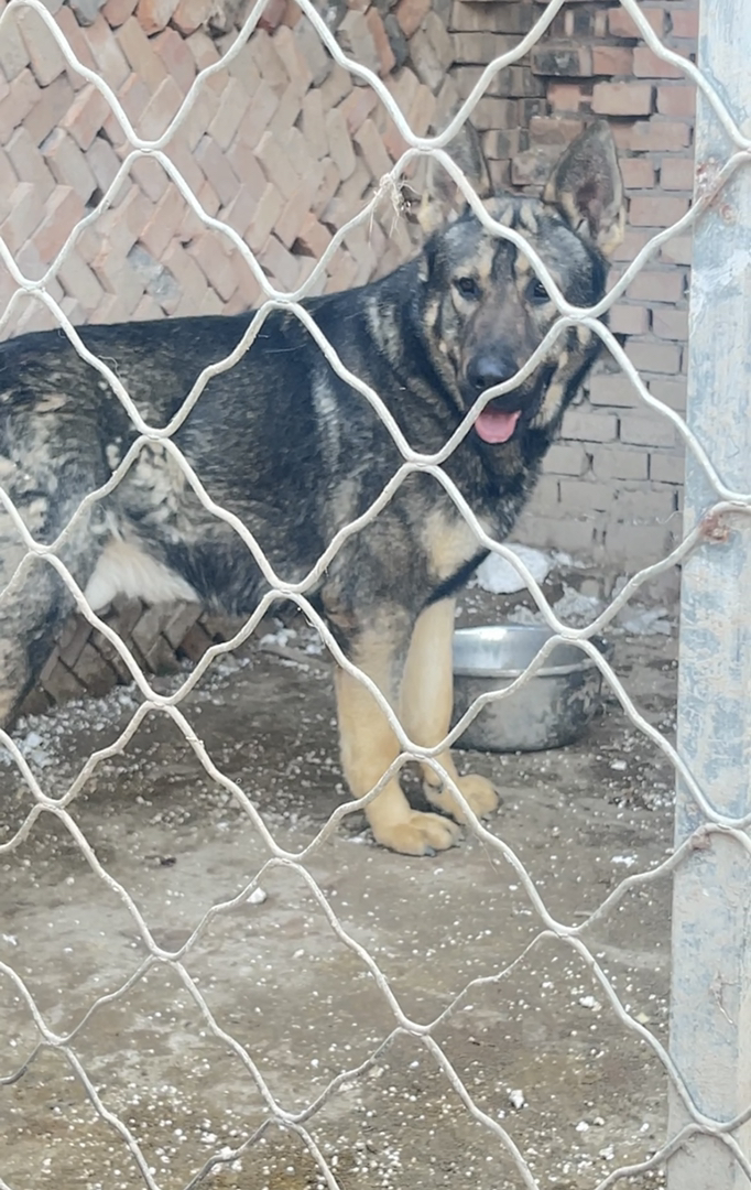 精品昆明犬，双脊背、大骨架、动力欲望强。