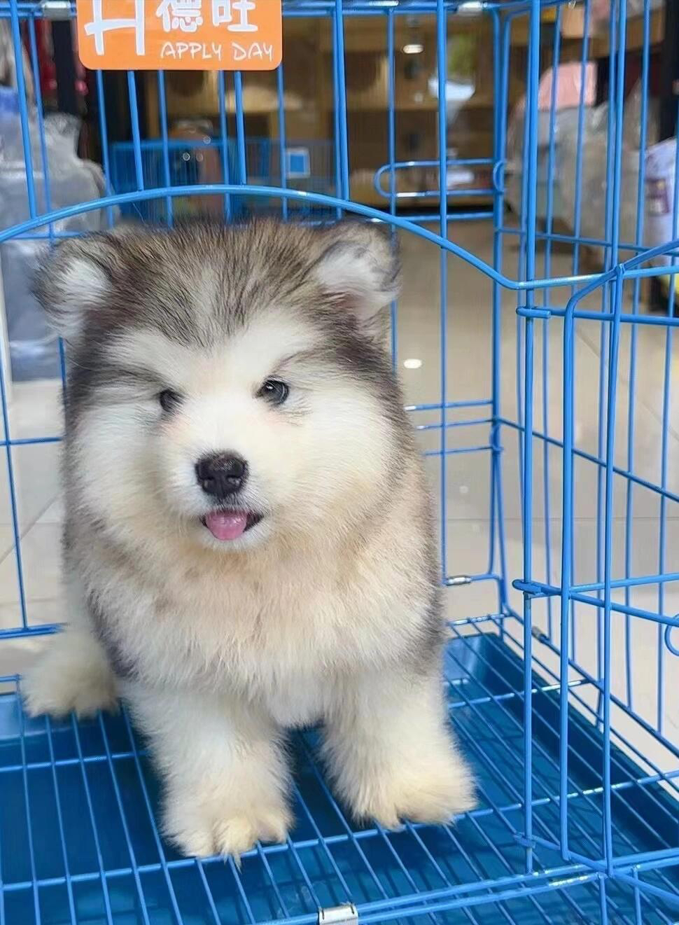 阿拉斯加幼犬，毛发蓬松，颜值高，忠诚可爱的伙伴