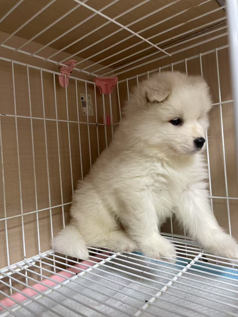 精品熊版萨摩耶弟弟