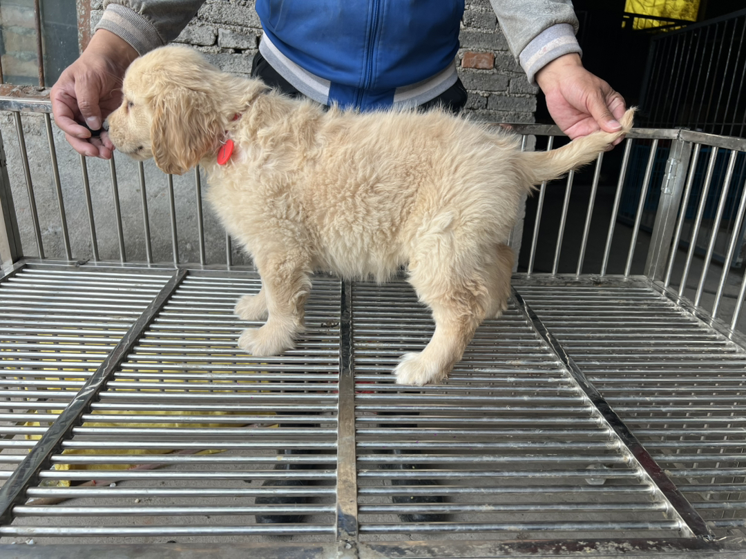 金毛寻回犬，性格温顺，可爱活泼。