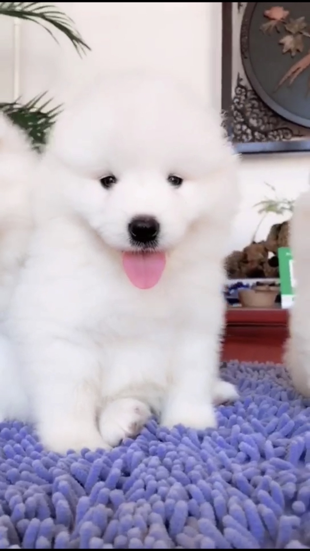 萨摩耶幼犬，雪白蓬松超可爱，治愈系萌宠首选