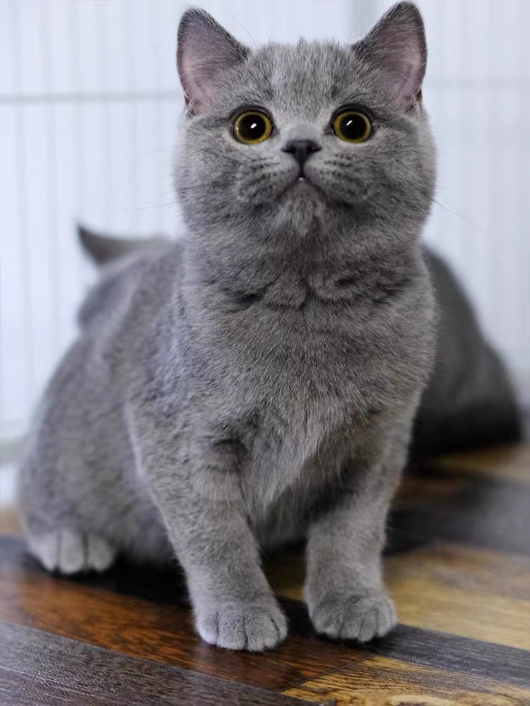 ❤平台推荐商家❤双血统纯种蓝猫