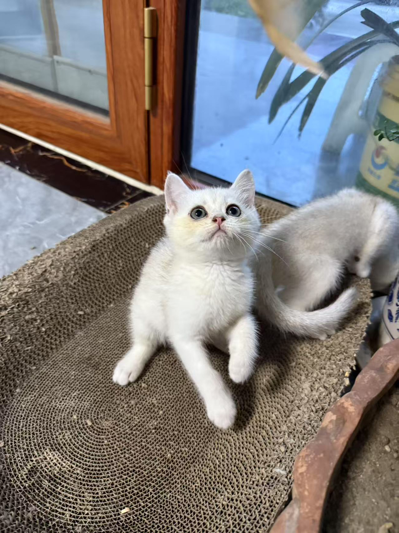 银渐层猫咪，颜值爆表，性格温顺，萌宠界的人气王