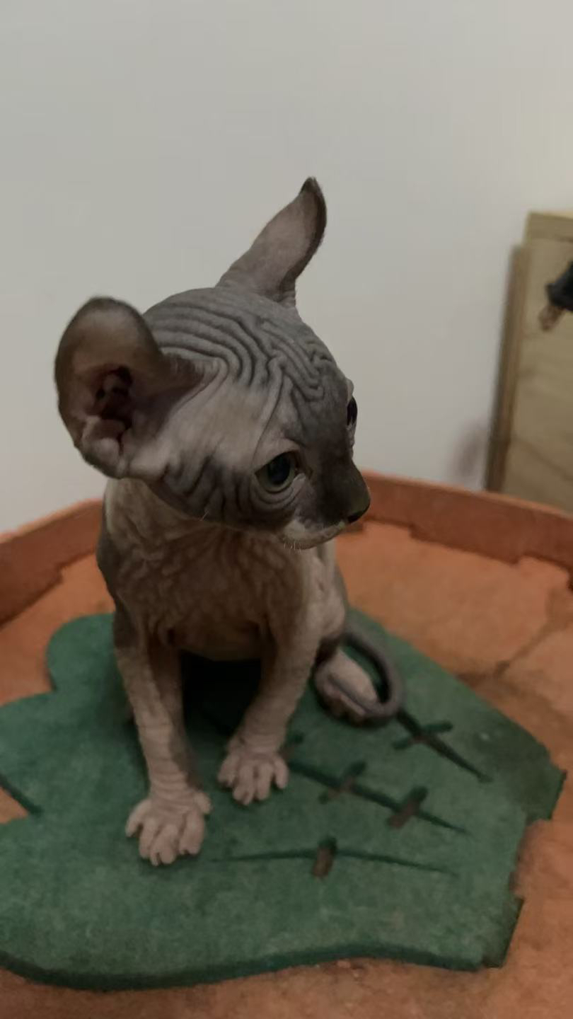 最后两只斯芬克斯无毛猫  便宜处理了  可以小刀