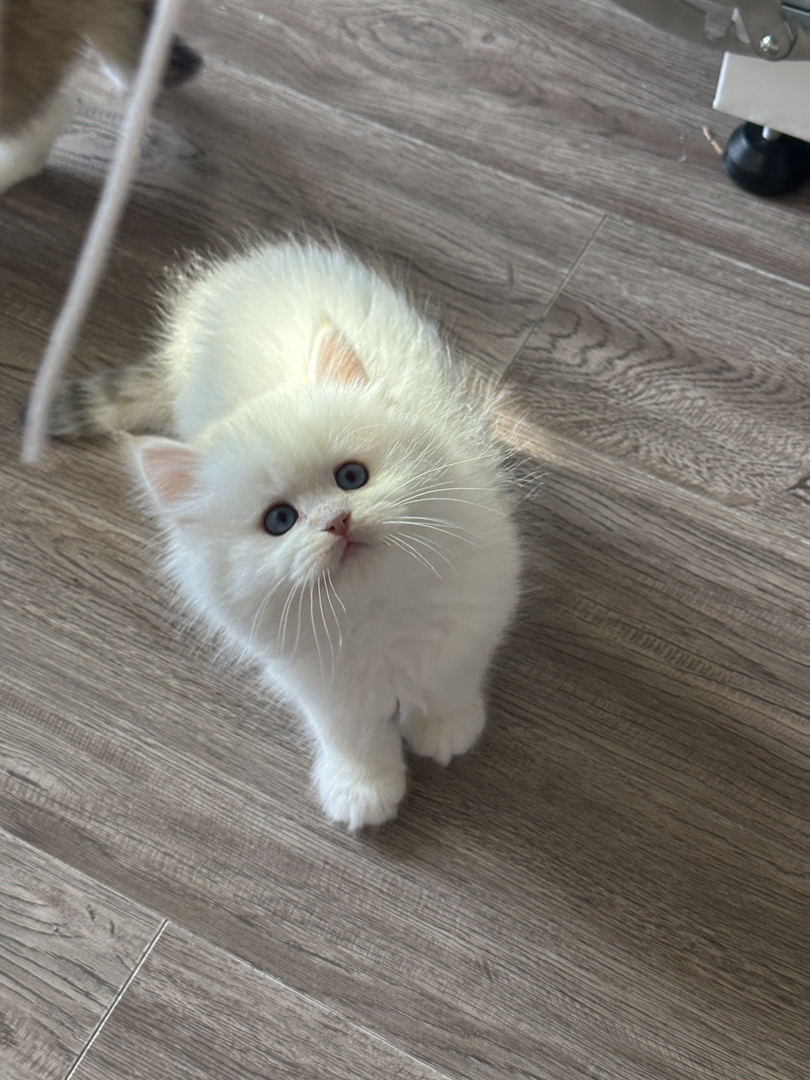 长毛金加白，长毛金点，都是正常脚，都非常可爱😻