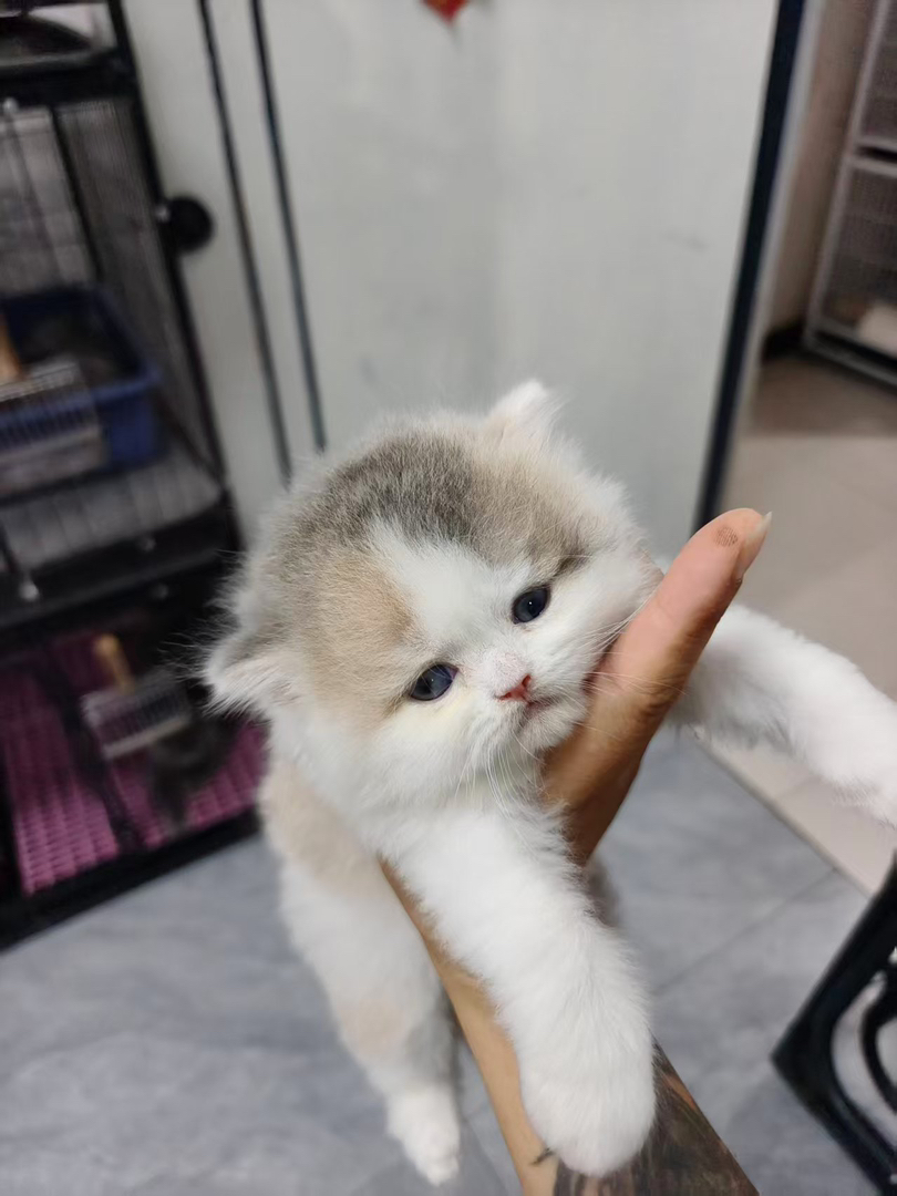 三花高地,品相自己看包一针疫苗